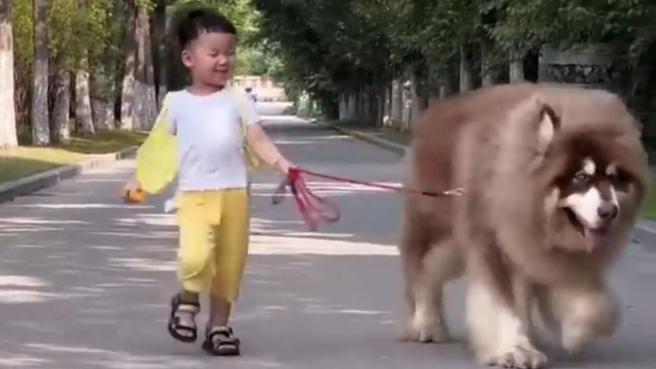 Big Alaskan dog walking on the street with his little owner🥰