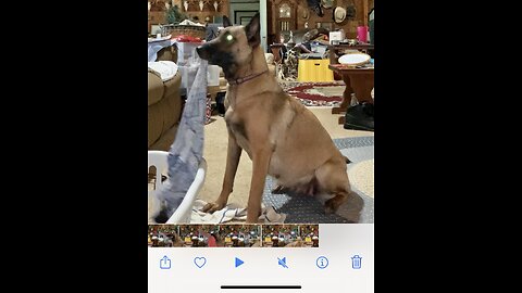 Belgian Malinois helps with the laundry.