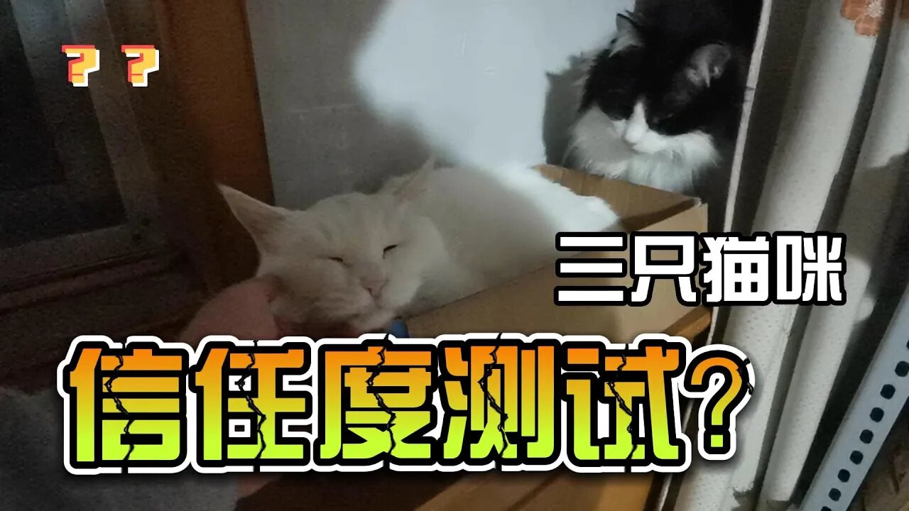 三只猫咪的信任度测试？