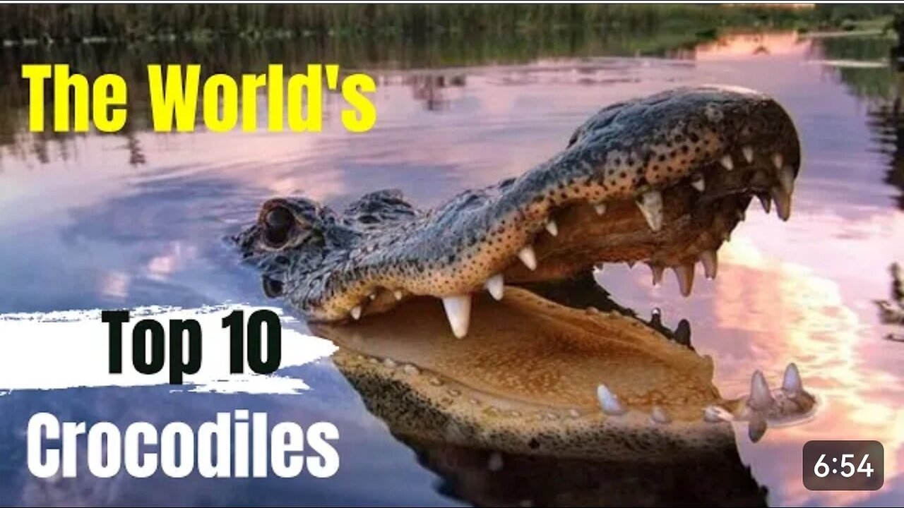 Top 10 dangerous animal in the world