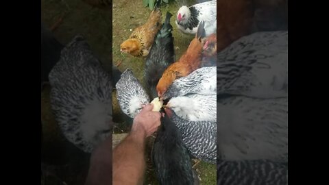 Caption this... 😂😂😂 #shorts | Cheap Chicken Treats