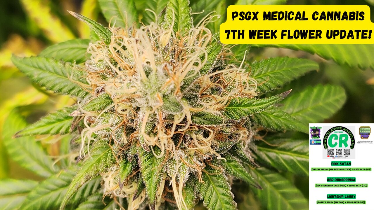 Prairie State Genetix Murder She Wrote Pack Medical Cannabis 7th week flower/bloom update!
