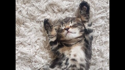 Cutest KITTENS Playing