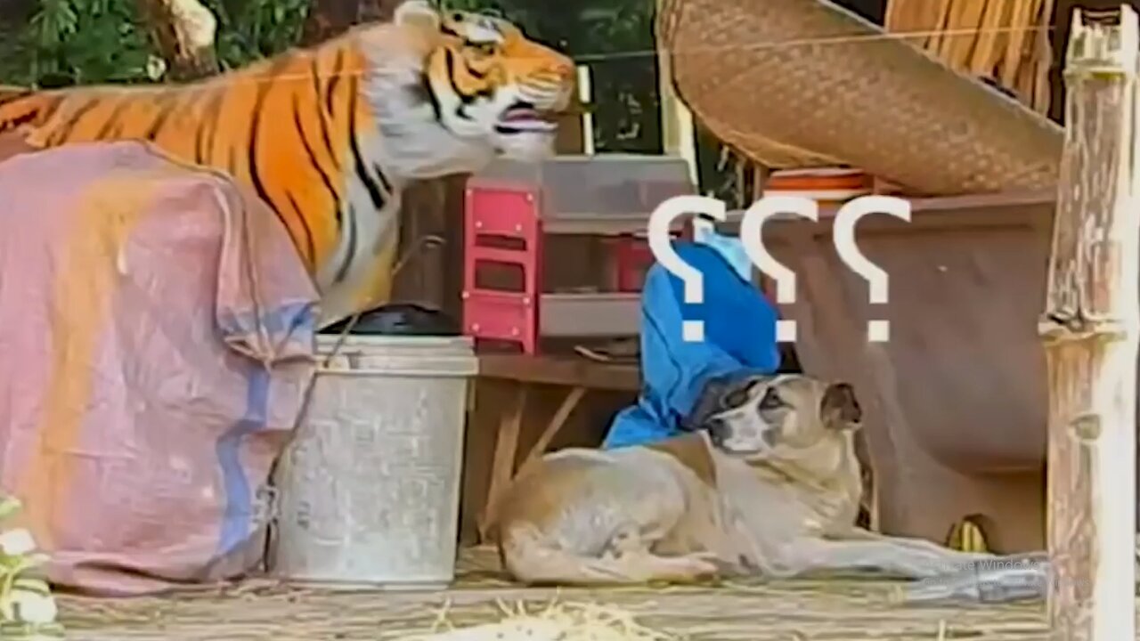 Troll Prank Dog Funny -fake Lion and Fake Tiger Prank To dog