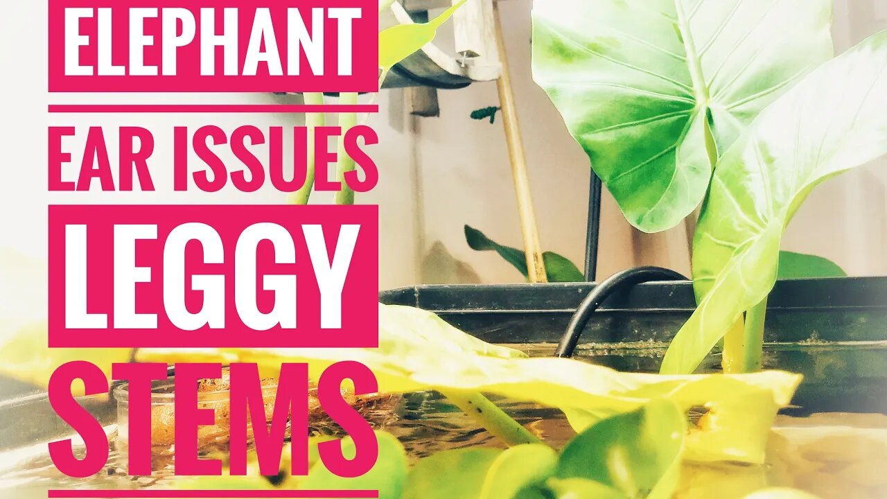 ALOCASIA & COLOCASIA 101. DROPPING LEAVES, SMALL LEAVES & PROPOGATION | Gardening In Canada