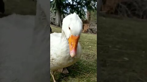 #goose #homesteading #homestead #farmanimals #farm #farmlife #homesteadlife #cuteanimals