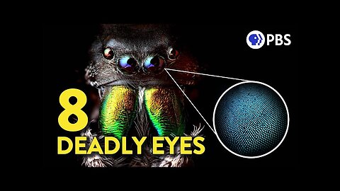 Why Jumping Spiders Have the Coolest (and DEADLIEST) Eyes in Nature