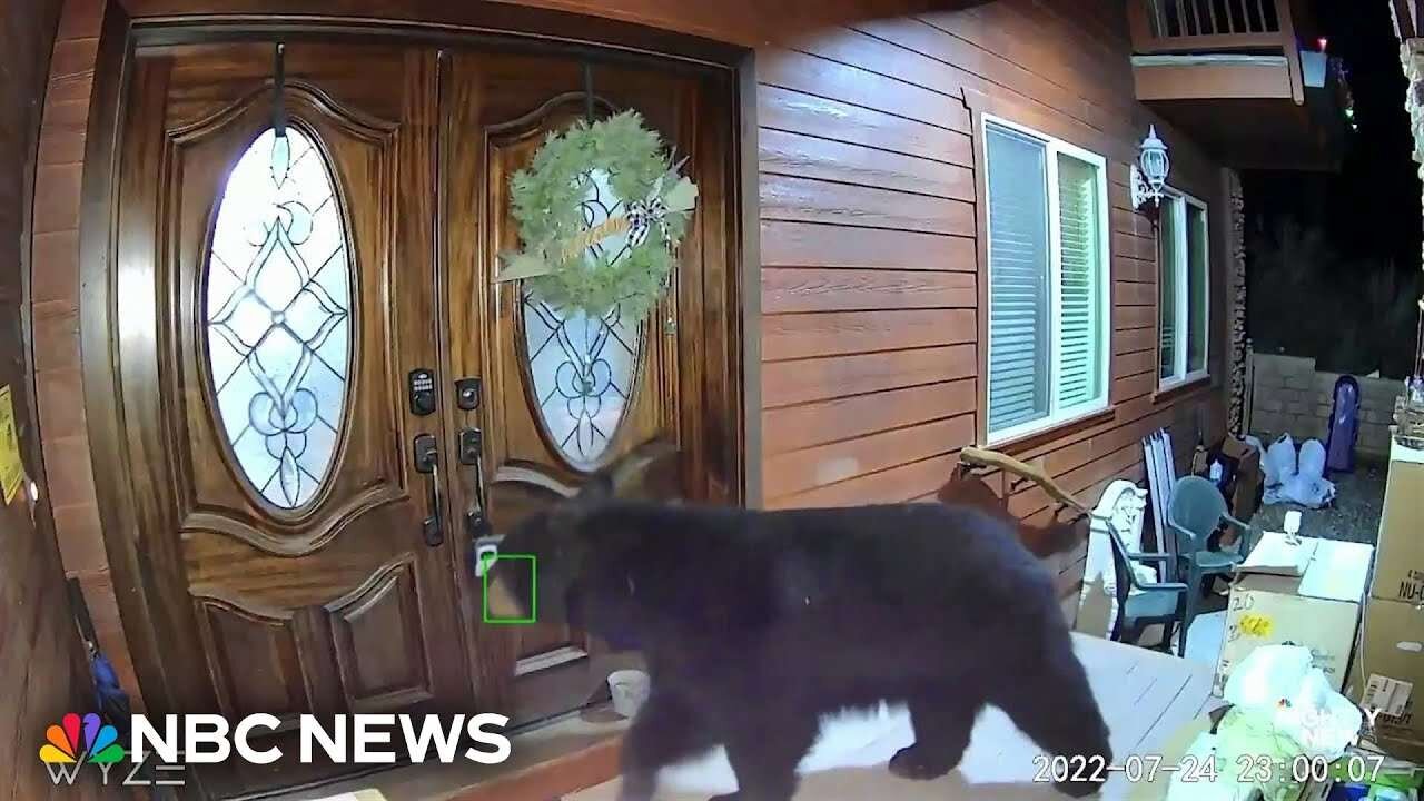 Commiefornia Town Facing Bear "Invasion"