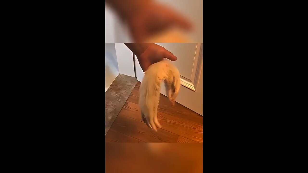 A cat got surprised after his friend gone 🥹