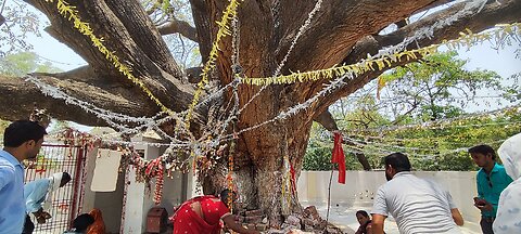 Oldest tree in india