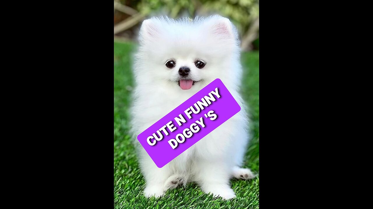 CUTE DOGGY