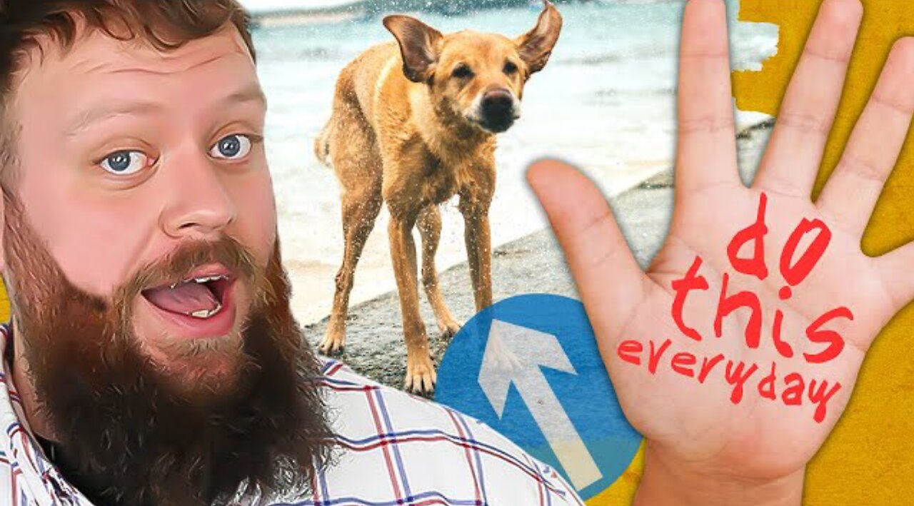 5 Dog Training Exercises You Can Start TODAY That Will Make Your Dog PERFECT