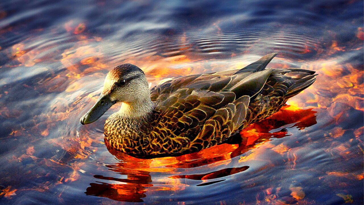 Ducks on Water Short HD