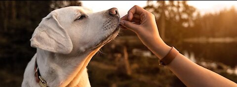 step by step training for the dogs
