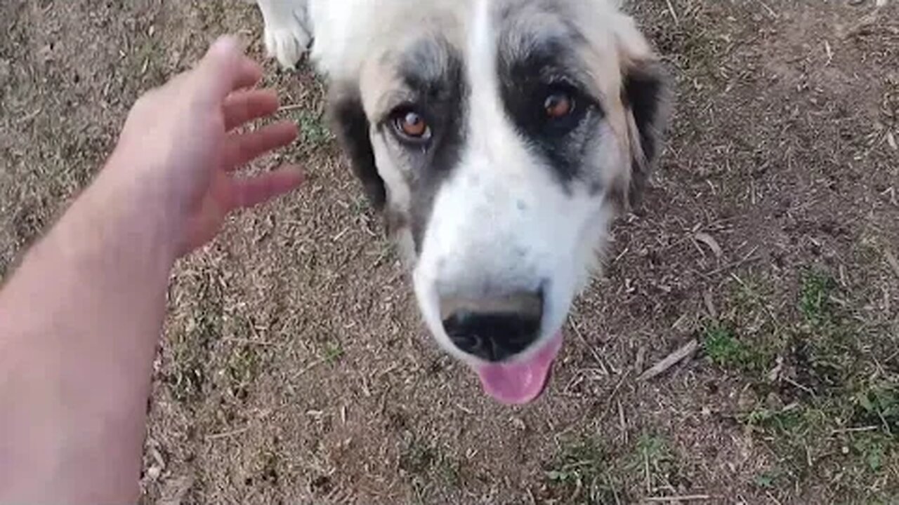 Mom feeds a goat and the dogs chase a thing