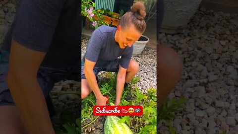 Harvested ANOTHER WATERMELON for the WIN! 🏁🍉😍 #shorts #viral #tiktok