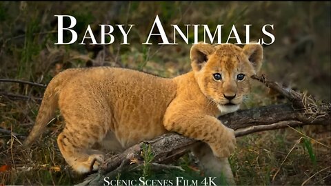 Baby Animals 4k - Amazing Wold of Young Animals | Scenic Relaxation Film