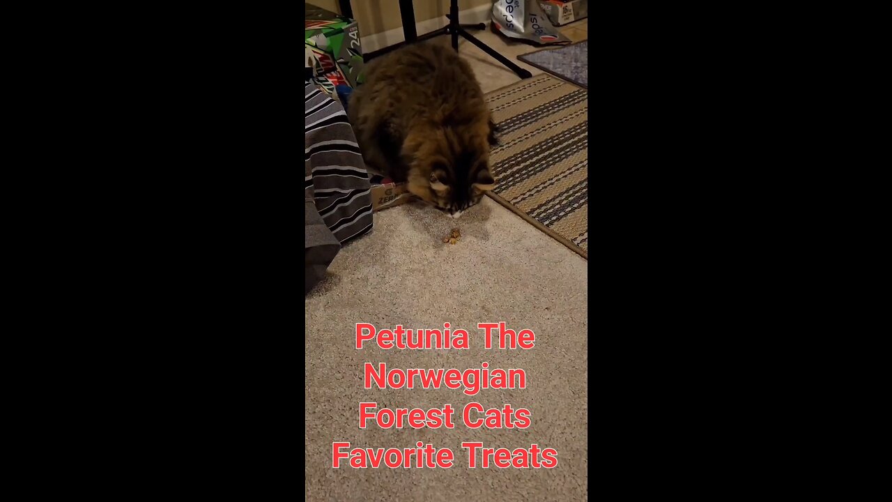 Petunia The Norwegian Forest Cat And Her Favorite Treats