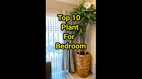 Top 10 Plant for Bedroom