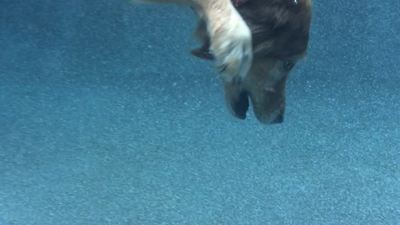 Golden Retriever Dives To The Bottom Of The Poll For Her Toy