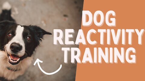 Dog Reactivity Training