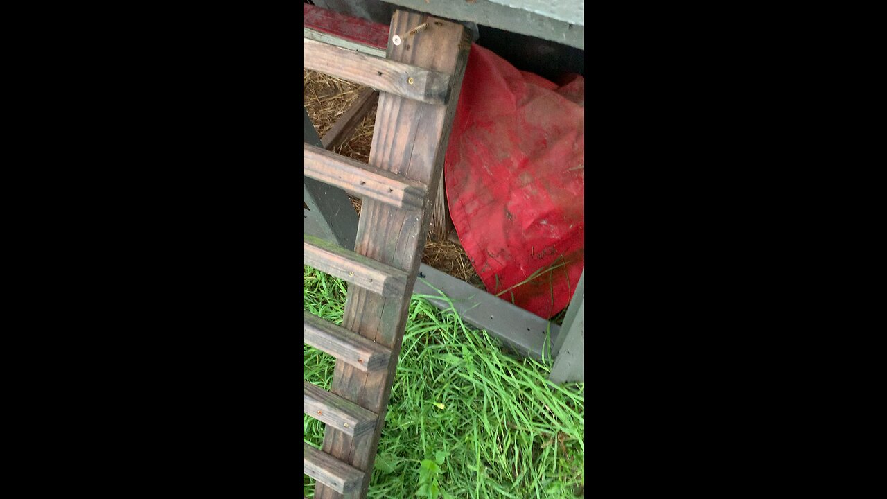 Who let the chickens out?