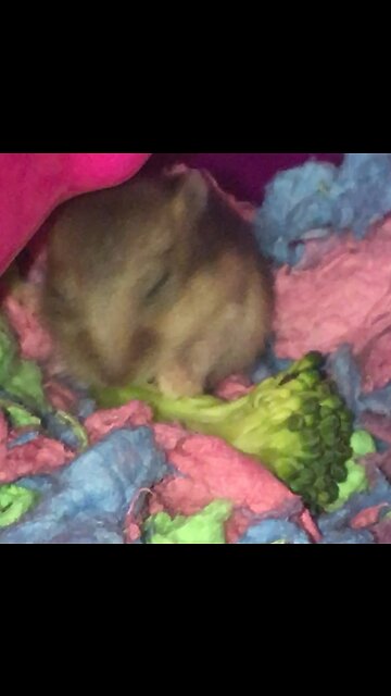 Baby hamster eating broccoli
