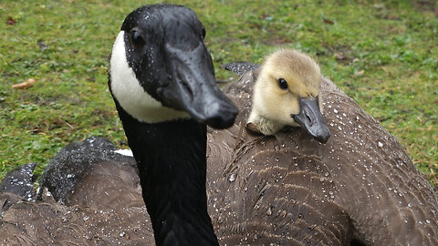 Family of Baby Gosling In Rain With Mom Goose