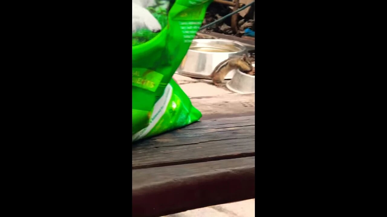 Chipmunks 🐿 kicked dog out #animals