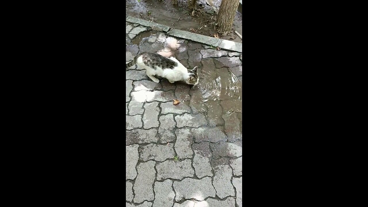 A cute and beautiful cat is drinking water