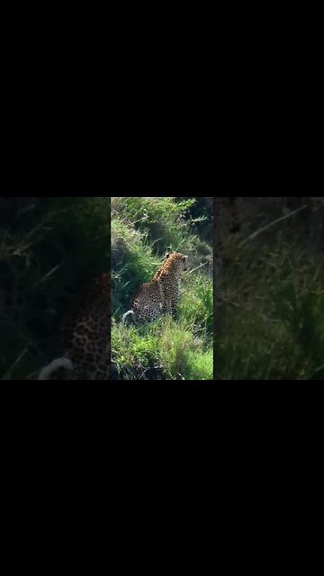 Beautiful Male Leopard #shorts | #ShortsAfrica