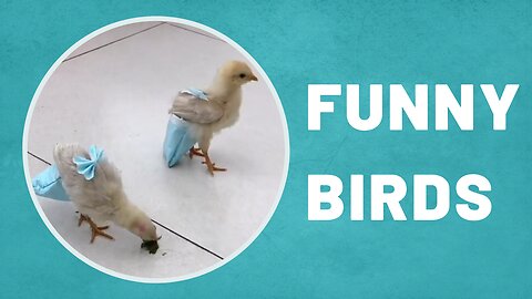 Funny birds