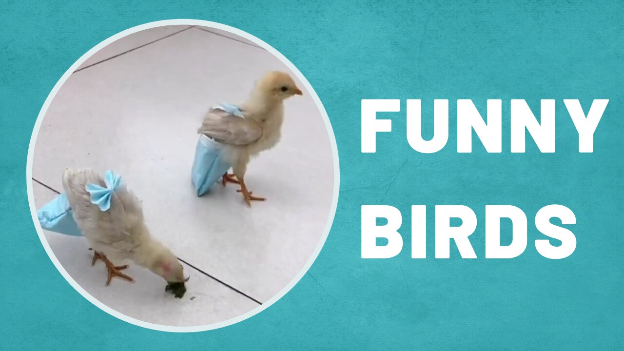 Funny birds