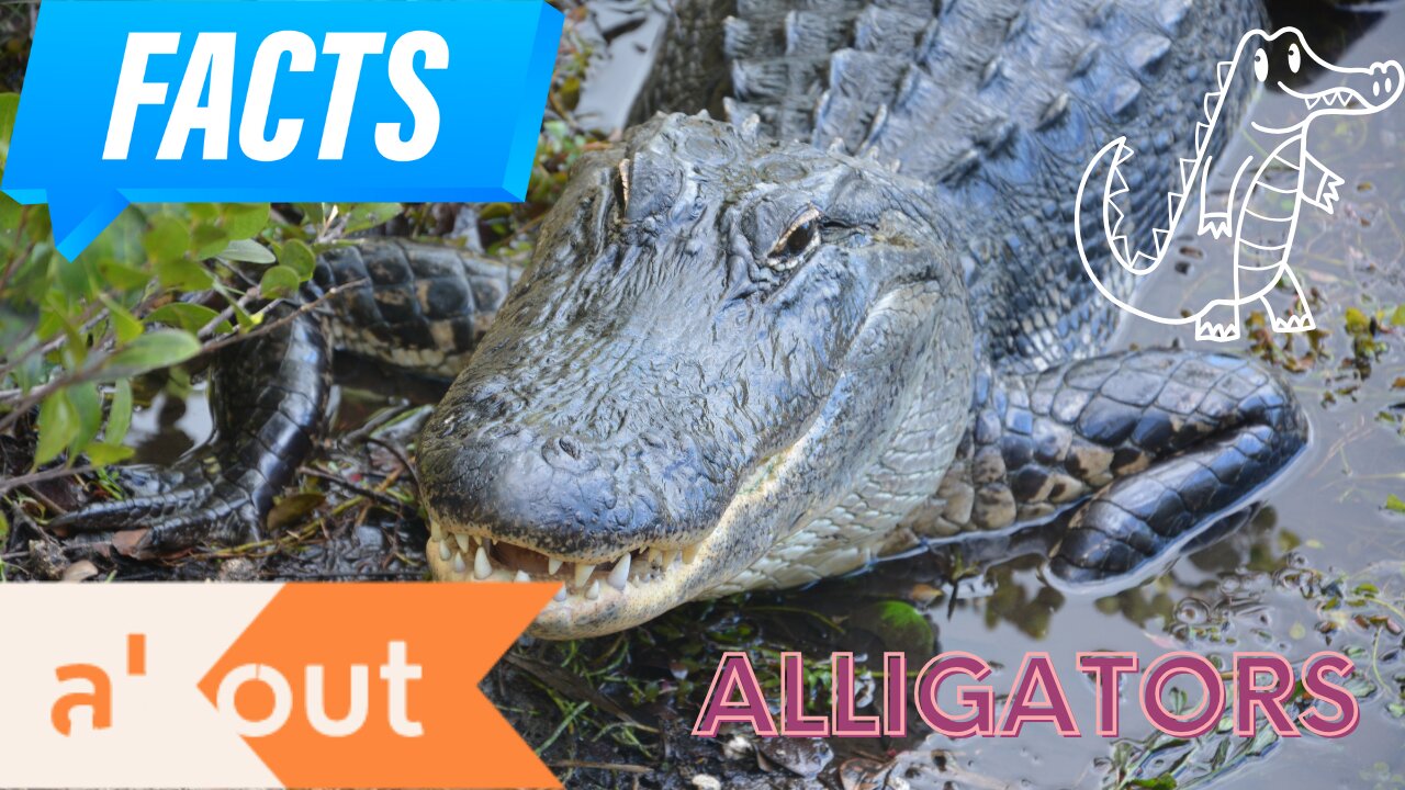 Interesting facts about Alligators