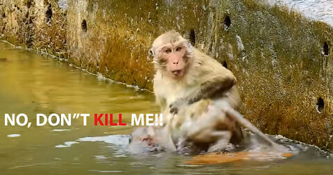 These dudes let the baby monkey drowned and die in the pool!!