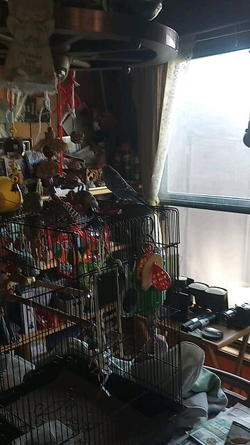 Articuno the parakeet does the head bob dance for ne