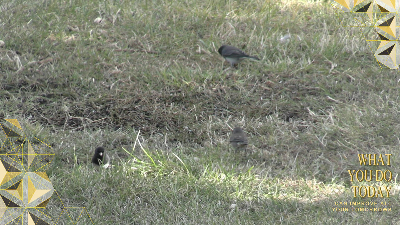 Dark-Eyed-Juncos and more