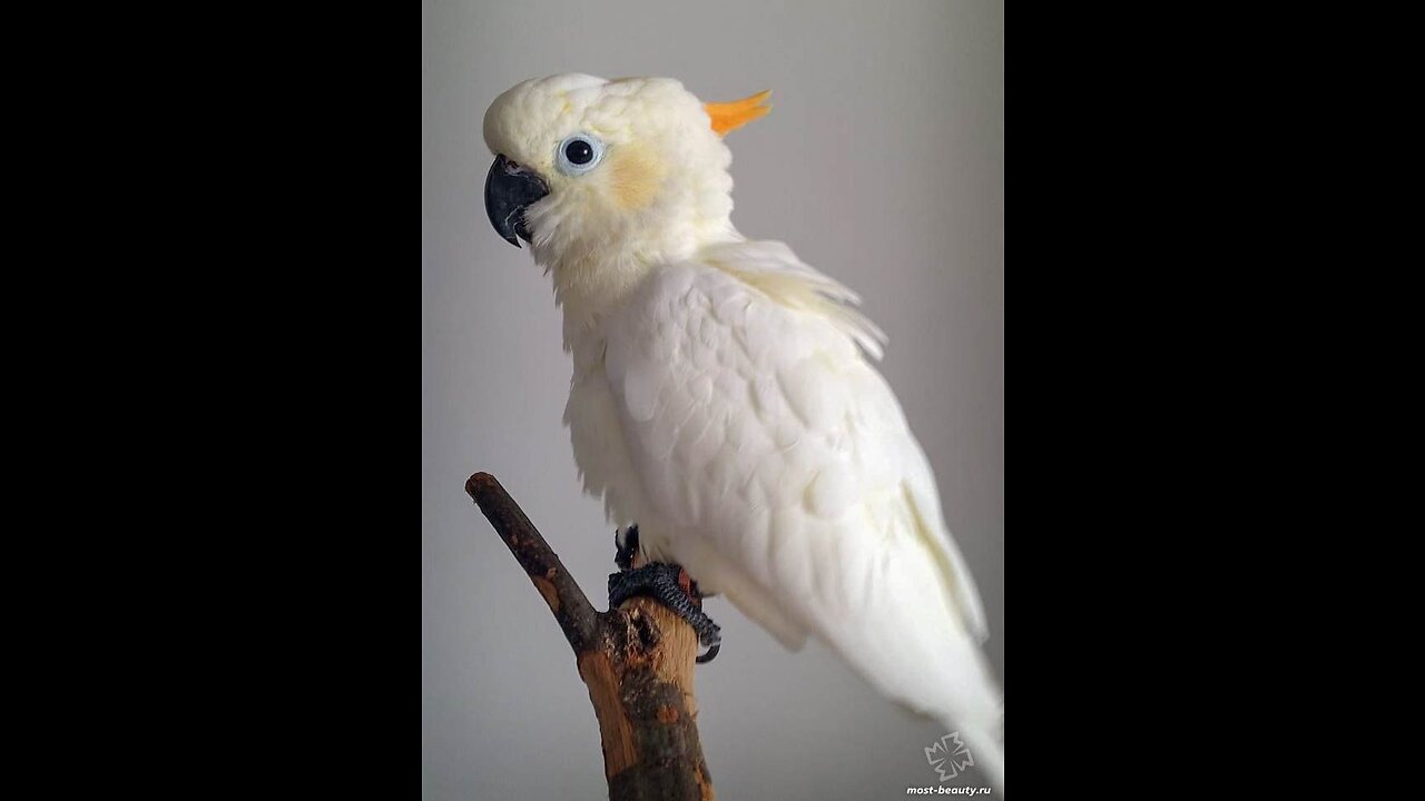 The Budgerigar Pup's 36-Day Development