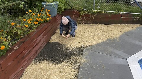 My Wonderful Wife Spreading Straw.