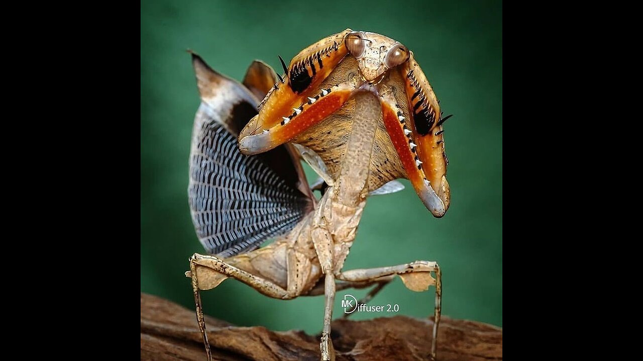 There are about 1,800 species of praying mantids around the world.