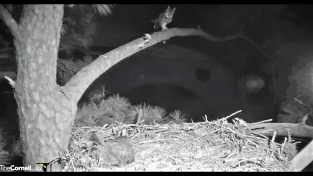 Dad Stops By For a Visit 🦉 2/12/22 06:26