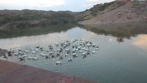 Ducks swimming in synchronicity at Kailana Lake, Jodhpur