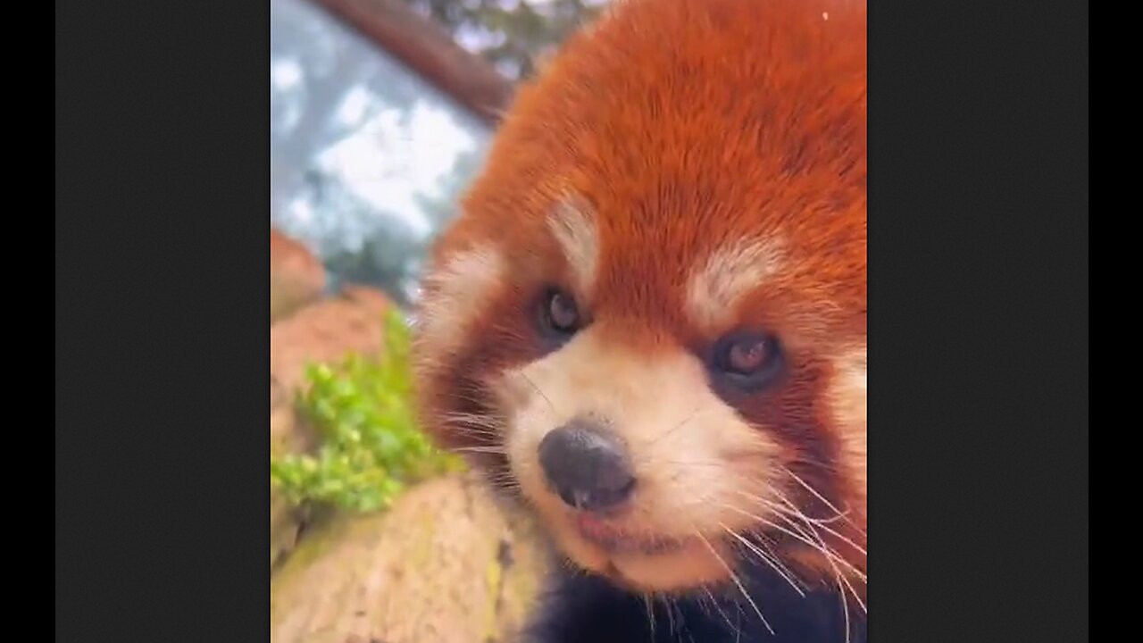 Protected Red Panda - Rarely Seen in the Wild - HaloWildlife