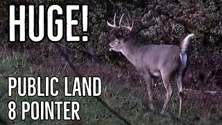 I saw a STUD 8 POINTER!