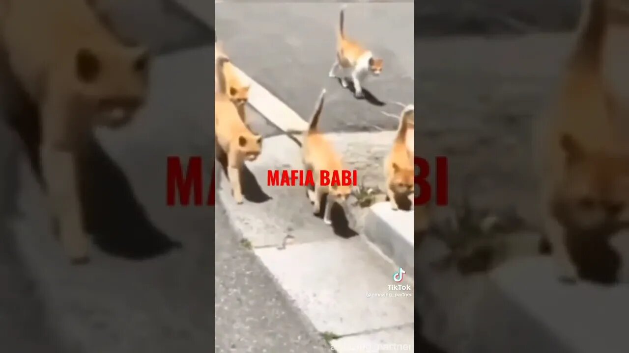 most dangerous street gang (street cats)