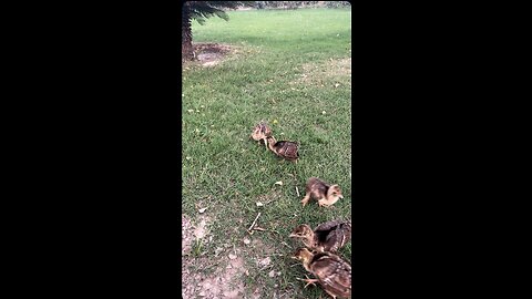 Little chicks of peacock 😍