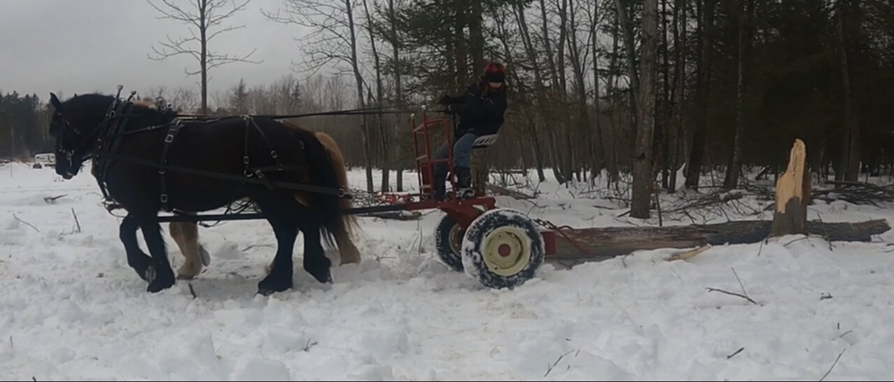 Logging With The Girls! // [DRAFT HORSE LOGGING]