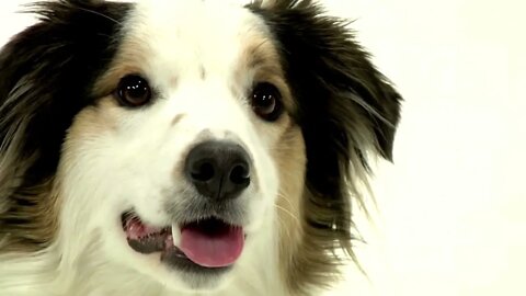 Cute Puppies Border collie compilation, Funny cute pets lovers