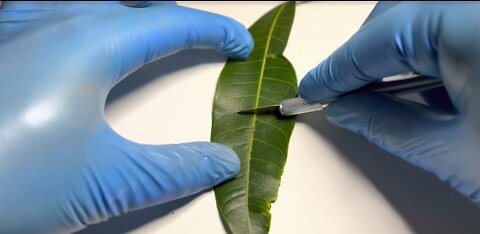 A Leaf Creating Oxygen in Real Time