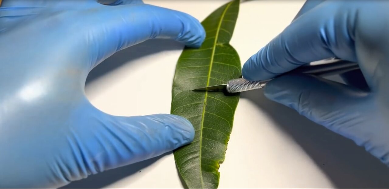 A Leaf Creating Oxygen in Real Time